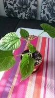 Лот: 7506774. Фото: 2. Клеродендрум филиппинский (Clerodendrum... Комнатные растения и уход