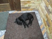 Лот: 7263152. Фото: 5. Щенок