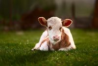 Лот: 3328470. Фото: 5. Nikon 85mm f/1.8G AF-S Nikkor