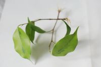 Лот: 5293834. Фото: 2. Фикус, черенок с корешками. Комнатные растения и уход