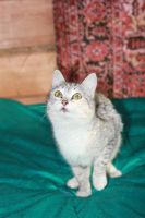 Лот: 3331581. Фото: 2. Очень ласковая молодая кошечка. Животные и уход