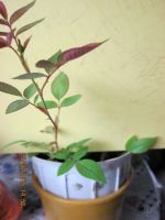 Лот: 5759795. Фото: 3. молодой саженец розы розовый1. Растения и животные