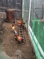 Лот: 7256302. Фото: 3. Петух. Красноярск