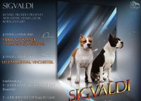 Лот: 10391170. Фото: 4. Кобель амстаффа. Красноярск