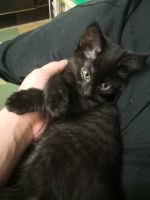 Лот: 16609705. Фото: 3. Котята. Растения и животные