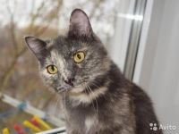 Лот: 7465399. Фото: 2. Черепаховая красотка ищет дом. Животные и уход
