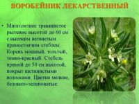 Лот: 8847006. Фото: 2. Воробейник лекарственный.Lithospermum... Семена, рассада, садовые растения