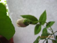 Лот: 5759839. Фото: 3. роза комнатная саженец№5. Растения и животные