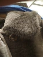 Лот: 10468035. Фото: 2. Мутоновая шубка 44 размер в отличном... Женская одежда
