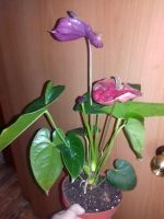 Лот: 4119636. Фото: 3. антуриум utah purple. Растения и животные