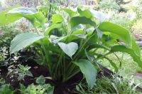 Лот: 13666574. Фото: 2. хоста Ниагара Фалс (hosta Niagara... Семена, рассада, садовые растения