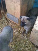 Лот: 16971184. Фото: 5. Отдам щенят