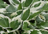 Лот: 9560988. Фото: 4. хоста Пэтриот (hosta Patriot... Красноярск