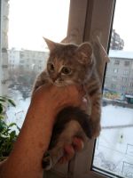 Лот: 12706631. Фото: 3. отдам котят помогу с стерилизацией. Растения и животные