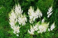 Лот: 15647884. Фото: 2. Таволга ( Filipendula ) или Лабазник... Семена, рассада, садовые растения