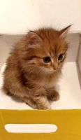 Лот: 25125375. Фото: 3. Рыжий котёнок. Растения и животные