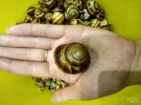 Лот: 10751951. Фото: 4. Ракушка виноградной улитки. Красноярск