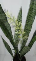 Лот: 4454724. Фото: 2. цветок Сансевьера - щучий хвост. Комнатные растения и уход