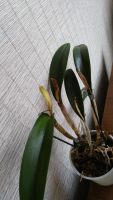 Лот: 10934343. Фото: 2. Орхидея Каттлея взрослая. Комнатные растения и уход