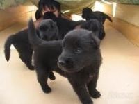 Лот: 2852918. Фото: 2. щенок бельгийской овчарки. Животные и уход