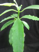 Лот: 13592326. Фото: 3. Хойя Hoya Lockii. Растения и животные