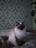 Лот: 12751690. Фото: 2. отдам Кошечку в хорошие руки. Животные и уход