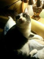 Лот: 10694274. Фото: 2. Молодой котофей ищет ДОМ. Животные и уход