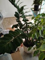 Лот: 25850197. Фото: 2. Замиокулькас. Комнатные растения и уход