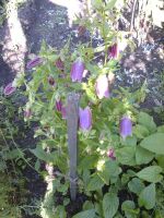 Лот: 4229025. Фото: 2. колокольчик пинк ред. Семена, рассада, садовые растения