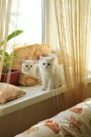 Лот: 4676644. Фото: 3. Британский котёнок (девочка 4... Растения и животные