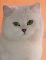 Лот: 4513474. Фото: 4. Продам Британскую кошку!. Красноярск