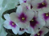 Лот: 6581437. Фото: 2. Сенполия Optimara my Love ( детка... Комнатные растения и уход
