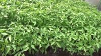 Лот: 9401539. Фото: 3. Взрослая Качественная Рассада... Для дачи, дома, огорода, бани, парка