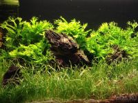 Лот: 10908367. Фото: 4. Папоротник Винделов Тайландский... Красноярск