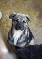 Лот: 6799024. Фото: 2. Замечательные щенки на охрану. Животные и уход
