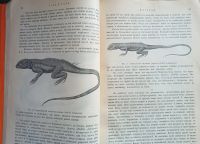 Лот: 25079026. Фото: 9. Гады и рыбы. По Брэму и другим...