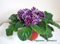 Лот: 11892402. Фото: 4. "РС-Герцогиня", лист фиалки. Букет... Красноярск