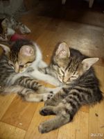 Лот: 13747244. Фото: 3. Котята Курильский бобтейл мальчик. Растения и животные