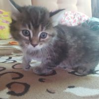 Лот: 11762551. Фото: 2. Котенок в хорошие руки. Животные и уход