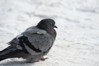 Лот: 21759199. Фото: 7. nikon ed af nikkor 300mm 1:4