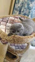 Лот: 15550764. Фото: 6. Шотландская голубая вислоухая...