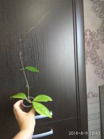 Лот: 10373937. Фото: 2. хойя (epc 464) h. sp. Chicken... Комнатные растения и уход