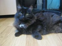 Лот: 6736421. Фото: 2. Кот Красавец (7 мес. Кастрирован... Животные и уход