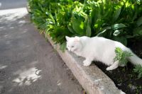 Лот: 4795911. Фото: 5. Отдам кошку, похожа на Турецкую...