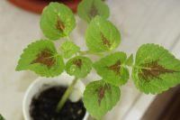 Лот: 3149266. Фото: 2. Колеус (крапивка) 7. Комнатные растения и уход