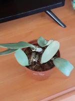 Лот: 19302621. Фото: 3. Орхидея Dendrobium aggregatum. Растения и животные