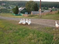 Лот: 2976606. Фото: 2. продам землю. Продажа