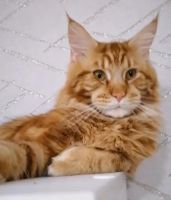 Лот: 20614047. Фото: 2. Котёнок мейн-кун. Животные и уход