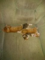 Лот: 14575416. Фото: 5. Отдам котят