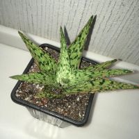 Лот: 16681994. Фото: 4. Алоэ «Snow Flake». Красноярск